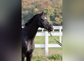 Trakehner, Caballo castrado, 15 años, 165 cm, Negro