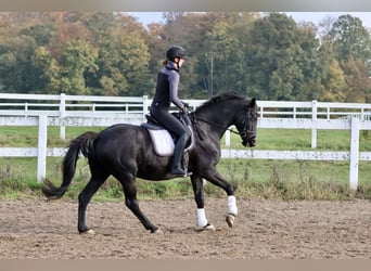 Trakehner, Caballo castrado, 15 años, 165 cm, Negro