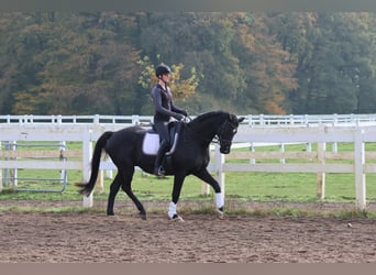 Trakehner, Caballo castrado, 15 años, 165 cm, Negro