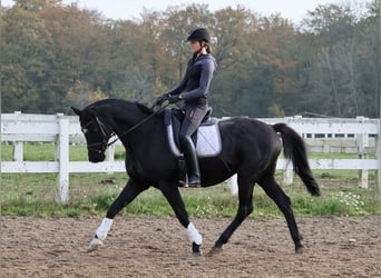 Trakehner, Caballo castrado, 15 años, 165 cm, Negro