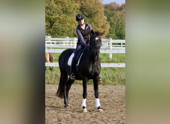 Trakehner, Caballo castrado, 15 años, 165 cm, Negro