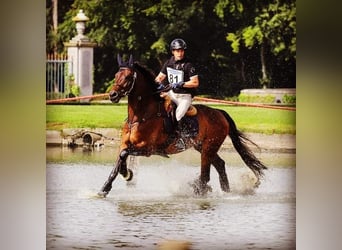 Trakehner, Caballo castrado, 15 años, 169 cm, Castaño