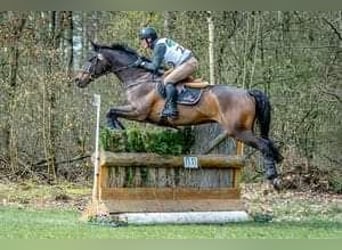 Trakehner, Caballo castrado, 15 años, 169 cm, Castaño