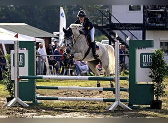 Trakehner, Caballo castrado, 15 años, 172 cm, Tordo picazo