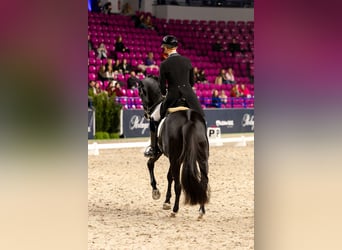 Trakehner, Caballo castrado, 15 años, Negro