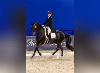 Trakehner, Caballo castrado, 15 años, Negro