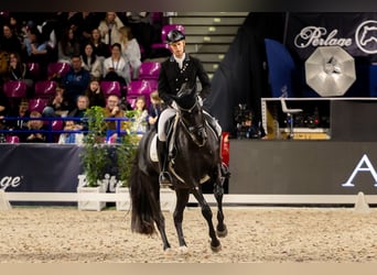Trakehner, Caballo castrado, 15 años, Negro