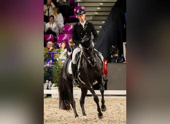 Trakehner, Caballo castrado, 15 años, Negro