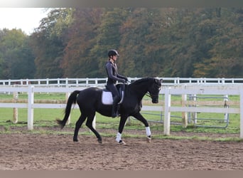 Trakehner, Caballo castrado, 16 años, 165 cm, Negro