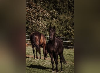 Trakehner, Caballo castrado, 16 años, 170 cm, Morcillo