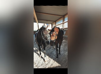Trakehner, Caballo castrado, 16 años, 171 cm, Castaño