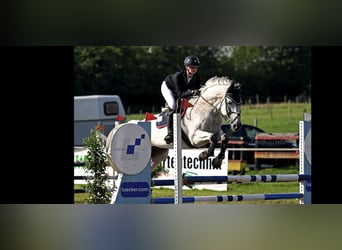 Trakehner, Caballo castrado, 16 años, 172 cm, Tordo picazo