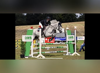 Trakehner, Caballo castrado, 16 años, 172 cm, Tordo picazo