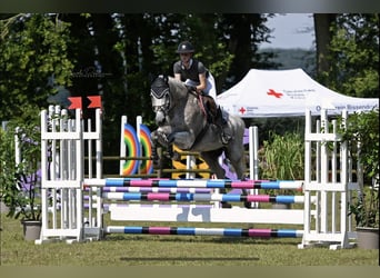 Trakehner, Caballo castrado, 16 años, 172 cm, Tordo picazo