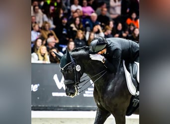 Trakehner, Caballo castrado, 16 años, Negro