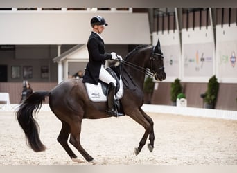 Trakehner, Caballo castrado, 16 años, Negro