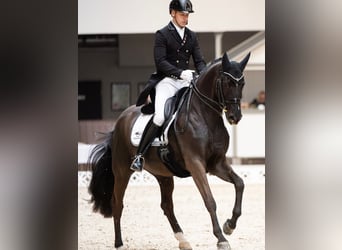 Trakehner, Caballo castrado, 16 años, Negro