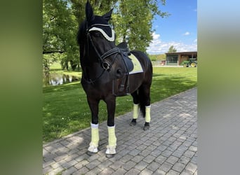 Trakehner, Caballo castrado, 16 años, Negro