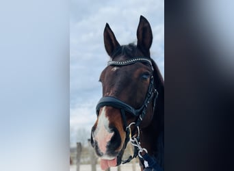 Trakehner, Caballo castrado, 17 años, 162 cm, Castaño oscuro