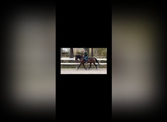 Trakehner, Caballo castrado, 17 años, 162 cm, Castaño oscuro