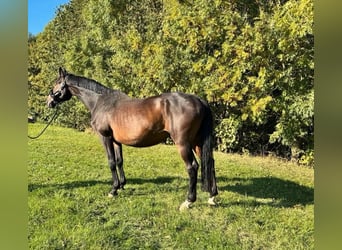 Trakehner, Caballo castrado, 18 años, 168 cm, Castaño oscuro