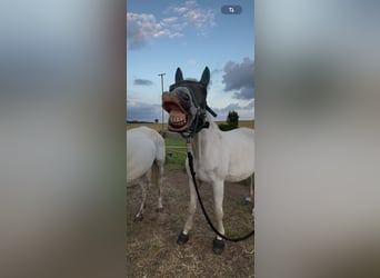 Trakehner, Caballo castrado, 19 años, 163 cm, Tordo