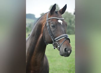 Trakehner, Caballo castrado, 19 años, 165 cm, Castaño