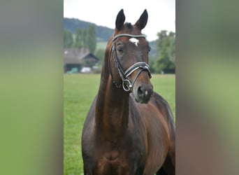 Trakehner, Caballo castrado, 19 años, 165 cm, Castaño