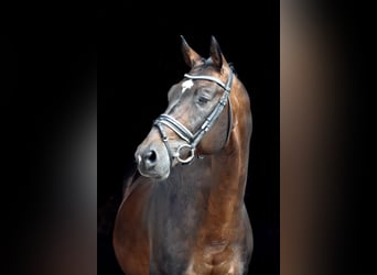 Trakehner, Caballo castrado, 19 años, 165 cm, Castaño