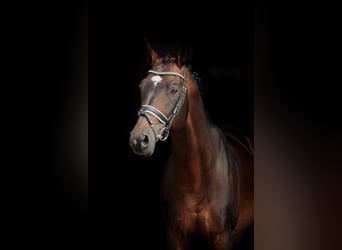 Trakehner, Caballo castrado, 19 años, 165 cm, Castaño