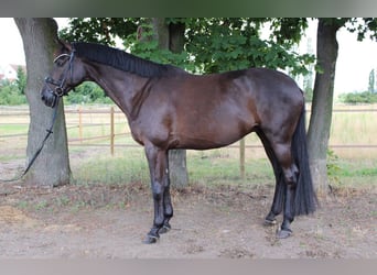 Trakehner, Caballo castrado, 19 años, 173 cm, Castaño oscuro