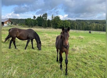Trakehner, Caballo castrado, 1 año, Castaño oscuro