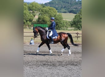 Trakehner, Caballo castrado, 20 años, 165 cm, Castaño