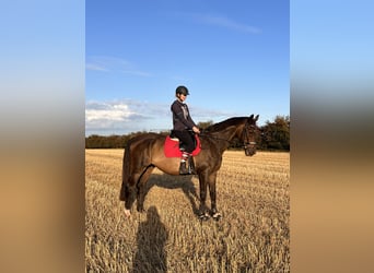 Trakehner, Caballo castrado, 23 años, 172 cm, Castaño