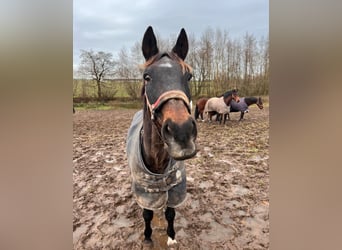 Trakehner, Caballo castrado, 24 años, 172 cm, Castaño