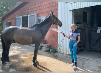 Trakehner, Caballo castrado, 24 años, 172 cm, Castaño