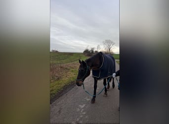 Trakehner, Caballo castrado, 24 años, 172 cm, Castaño