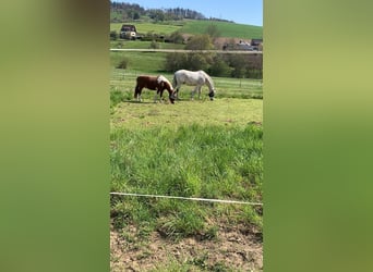 Trakehner, Caballo castrado, 24 años, 173 cm, Tordo picazo
