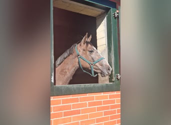 Trakehner, Caballo castrado, 2 años, 158 cm, Musgo