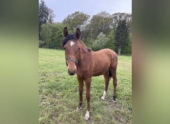 Trakehner, Caballo castrado, 2 años, 160 cm, Castaño