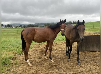 Trakehner, Caballo castrado, 2 años, 160 cm, Castaño