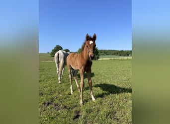 Trakehner, Caballo castrado, 2 años, 160 cm, Castaño