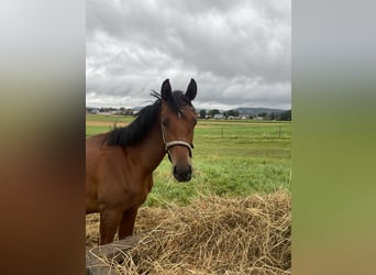 Trakehner, Caballo castrado, 2 años, 160 cm, Castaño