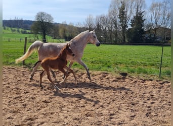 Trakehner, Caballo castrado, 2 años, 160 cm, Castaño