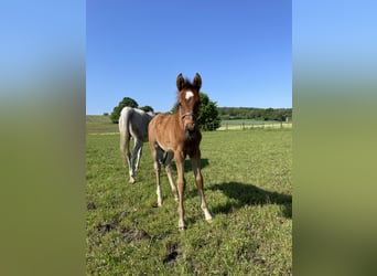 Trakehner, Caballo castrado, 2 años, 160 cm, Castaño