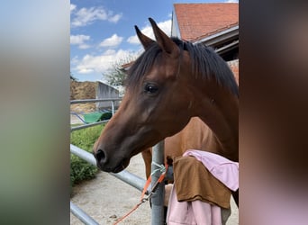 Trakehner, Caballo castrado, 2 años, 162 cm, Castaño