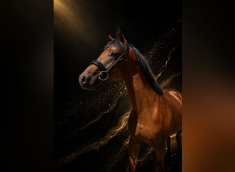 Trakehner, Caballo castrado, 2 años, 162 cm, Castaño