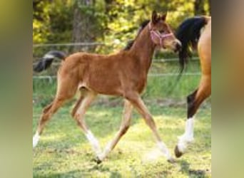 Trakehner, Caballo castrado, 2 años, 165 cm, Castaño