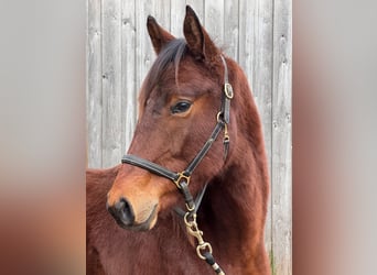 Trakehner, Caballo castrado, 2 años, 165 cm, Castaño