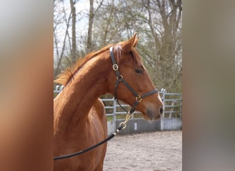 Trakehner, Caballo castrado, 2 años, 167 cm, Alazán